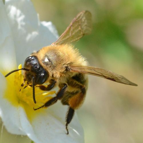 Andrena nigroaenea